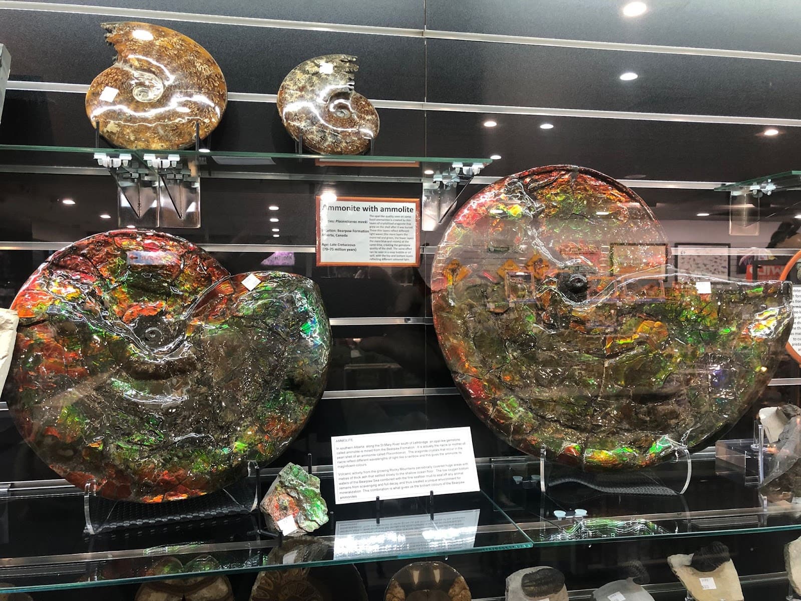 National Dinosaur Museum Crystal Shop — Dickson, Canberra