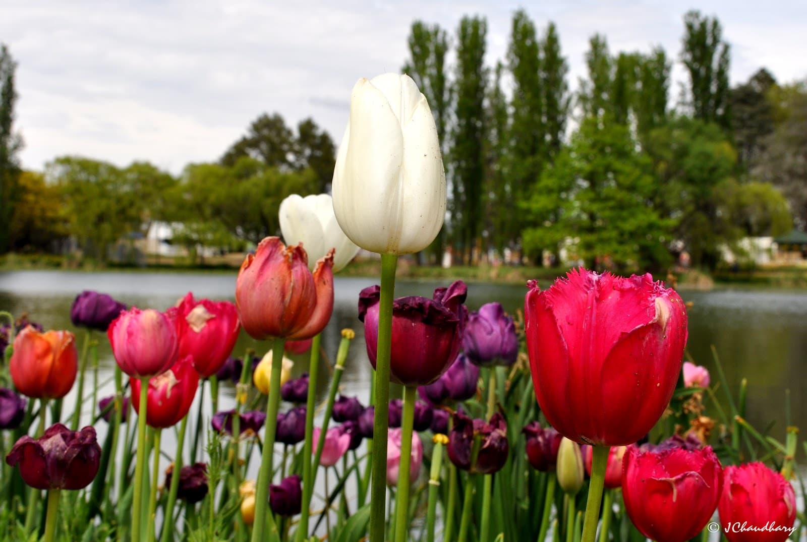 Commonwealth Park — Civic, Canberra