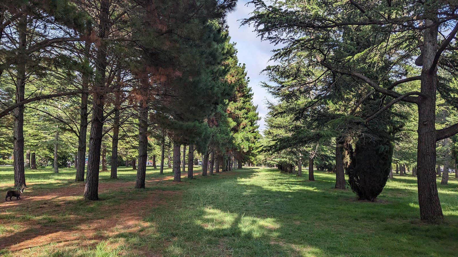 Haig Park — Braddon, Canberra