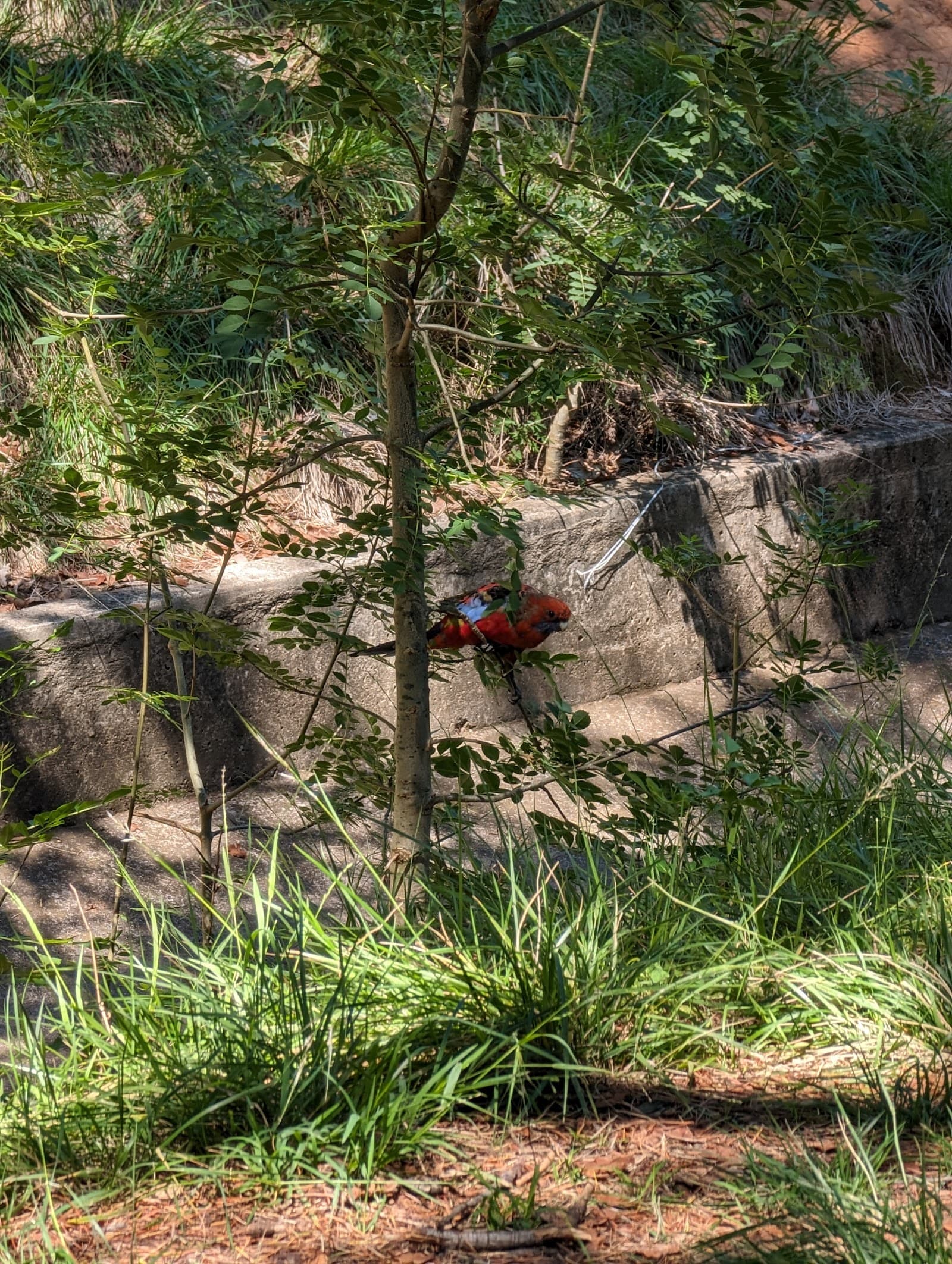 Haig Park Nature Playground — Braddon, Canberra