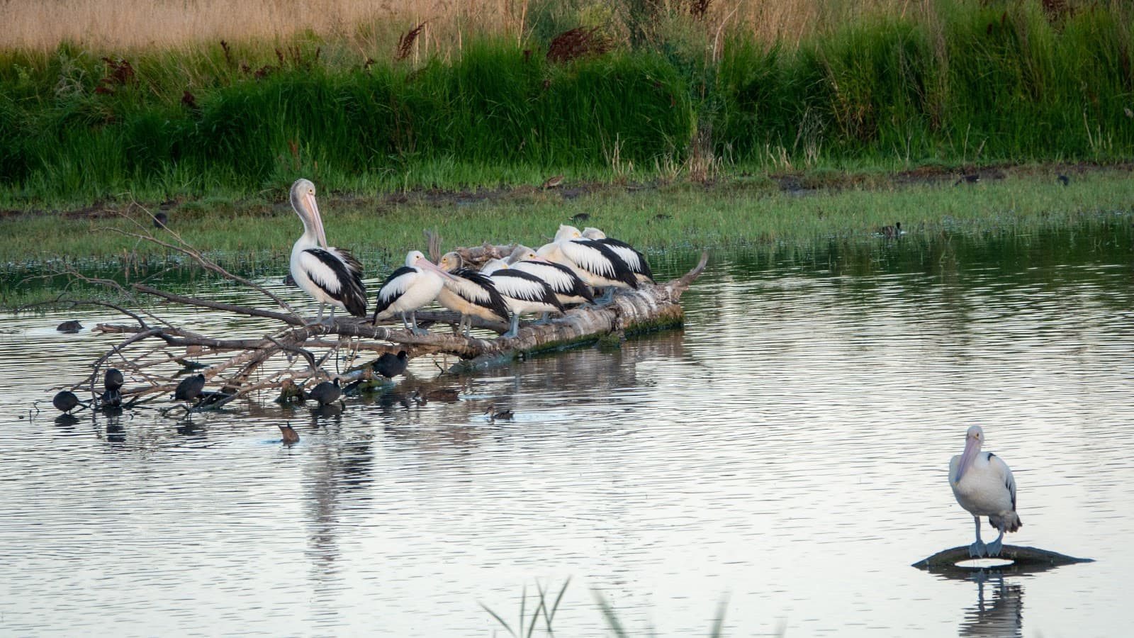 Jerrabomberra Wetlands Nature Reserve — Fyshwick, Canberra