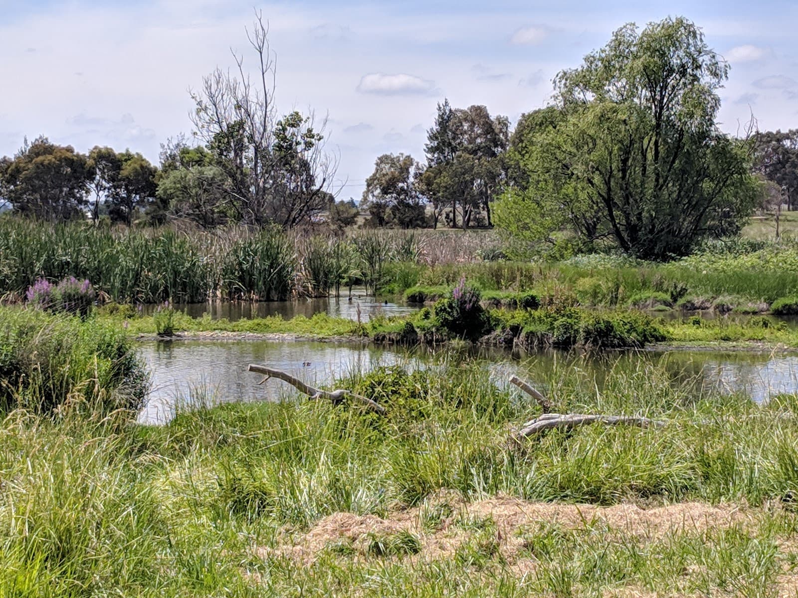 Jerrabomberra Wetlands Nature Reserve — Fyshwick, Canberra