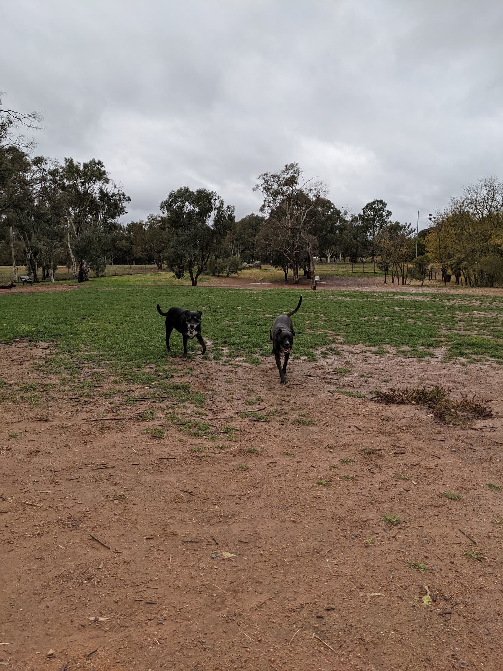 Lake Ginninderra Dog Park — Belconnen, Canberra