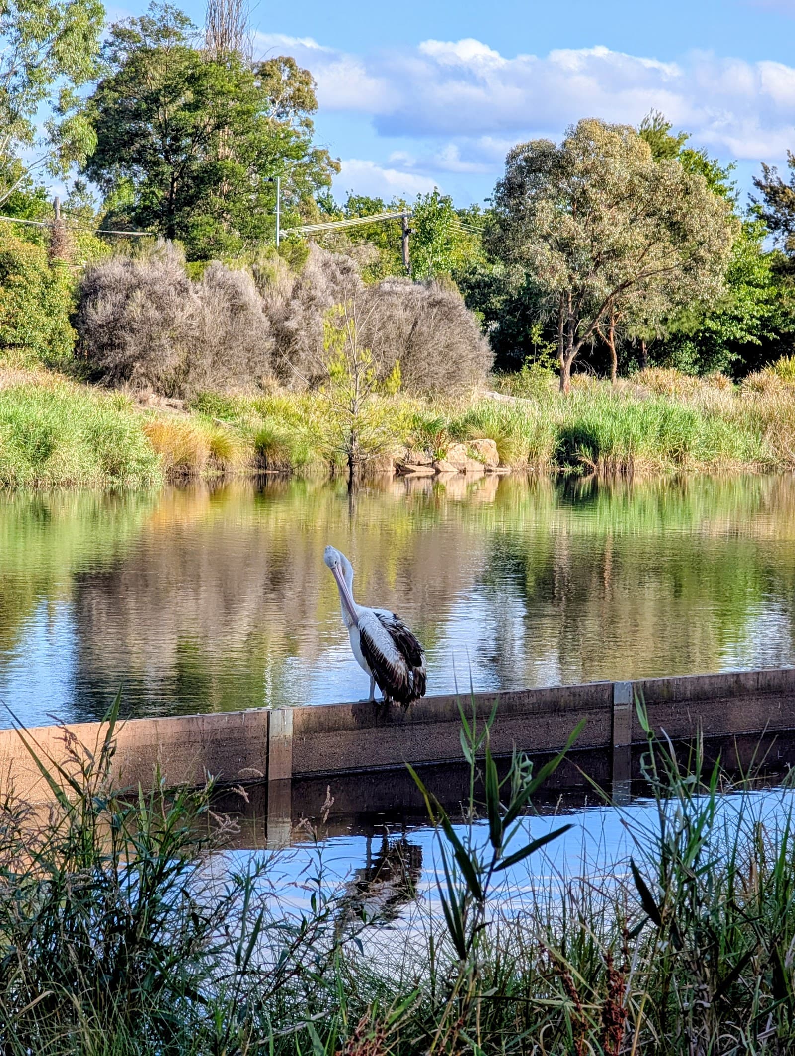 Lyneham Wetlands — Dickson, Canberra