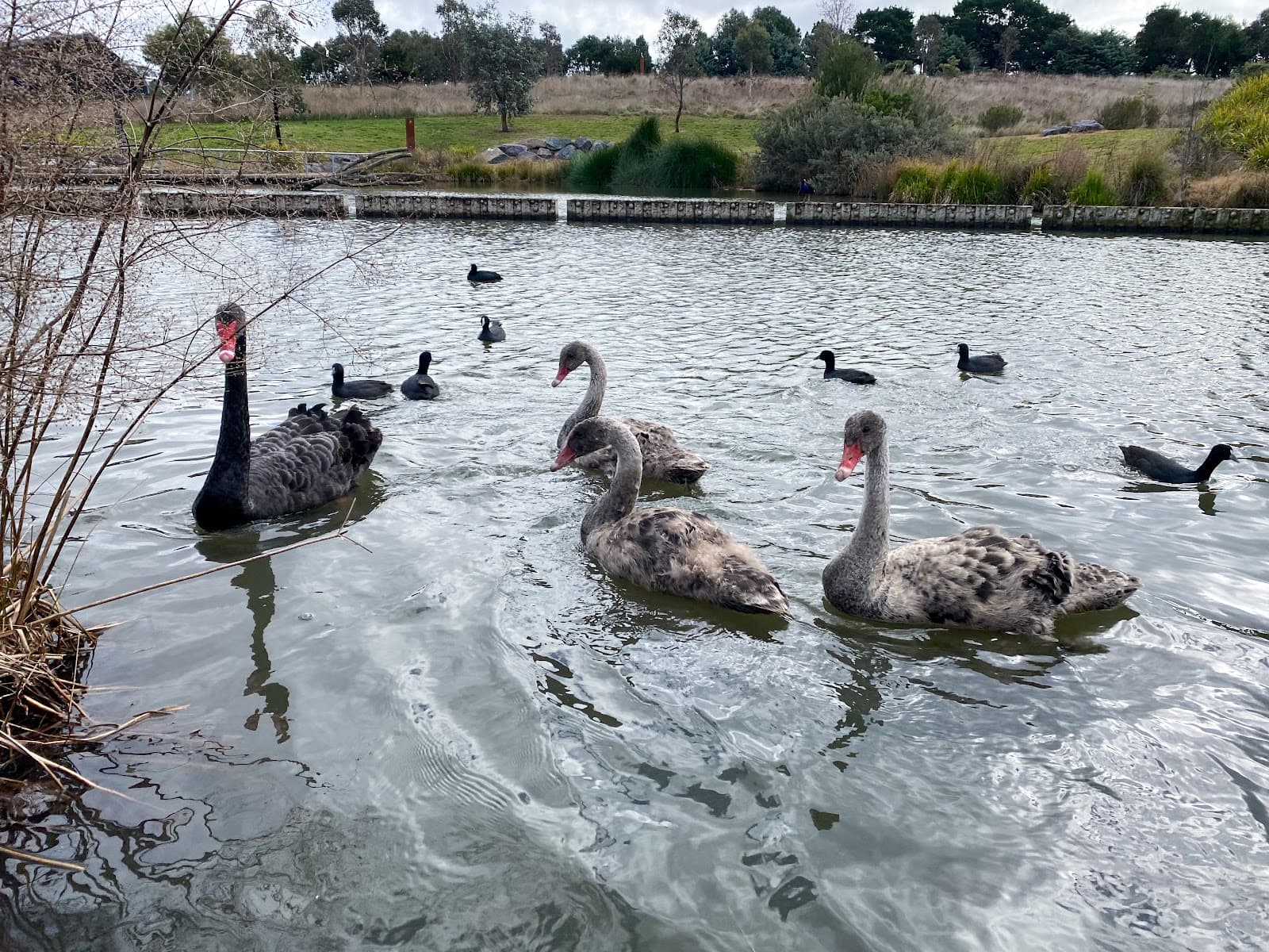 Gungahlin Valley Ponds — Gungahlin, Canberra