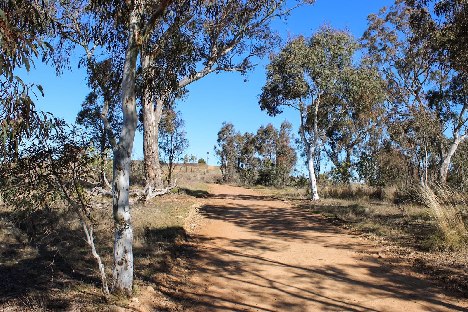 Percival Hill Nature Reserve — Gungahlin, Canberra