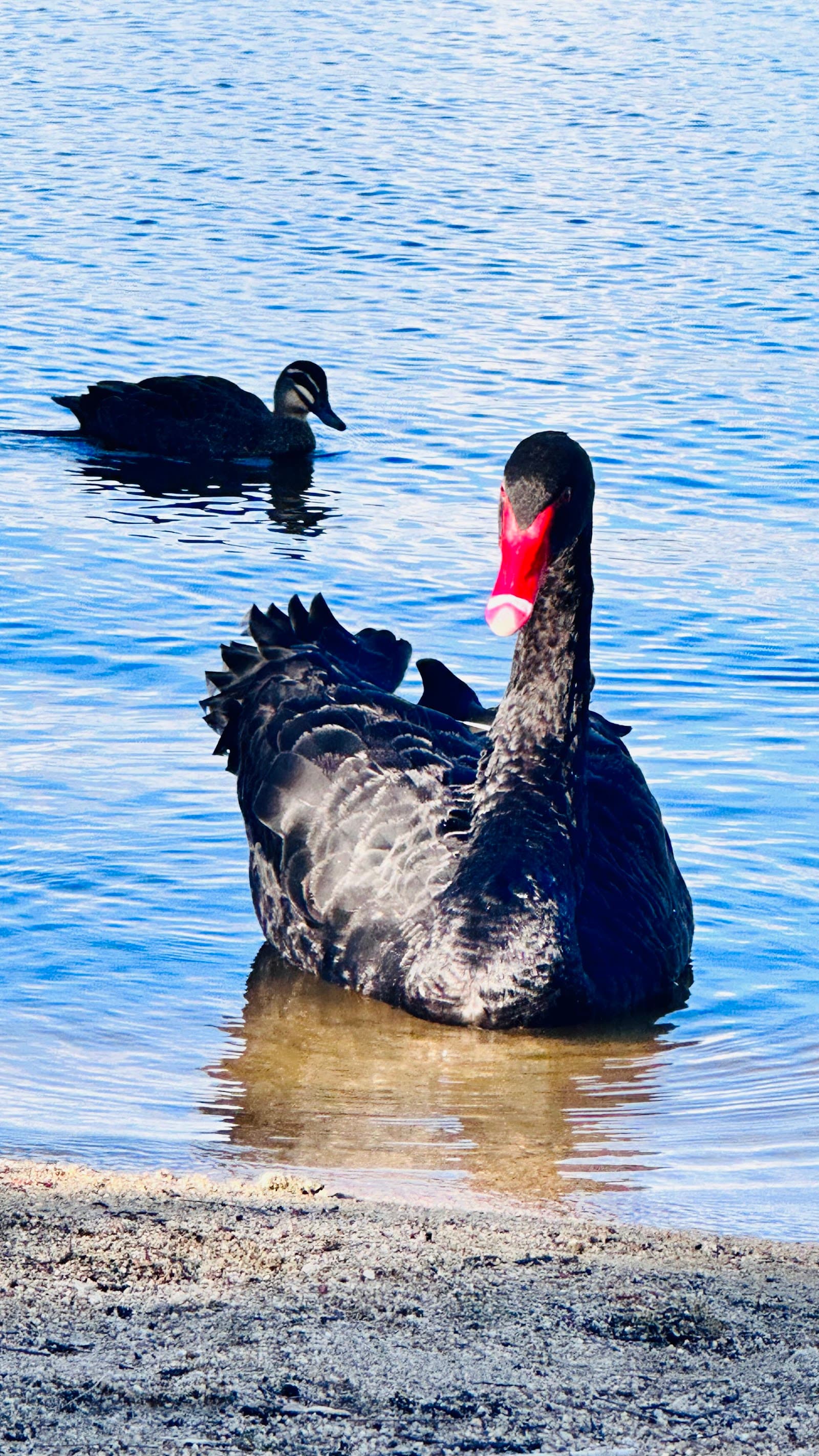 Tuggeranong Park BBQ — Tuggeranong, Canberra