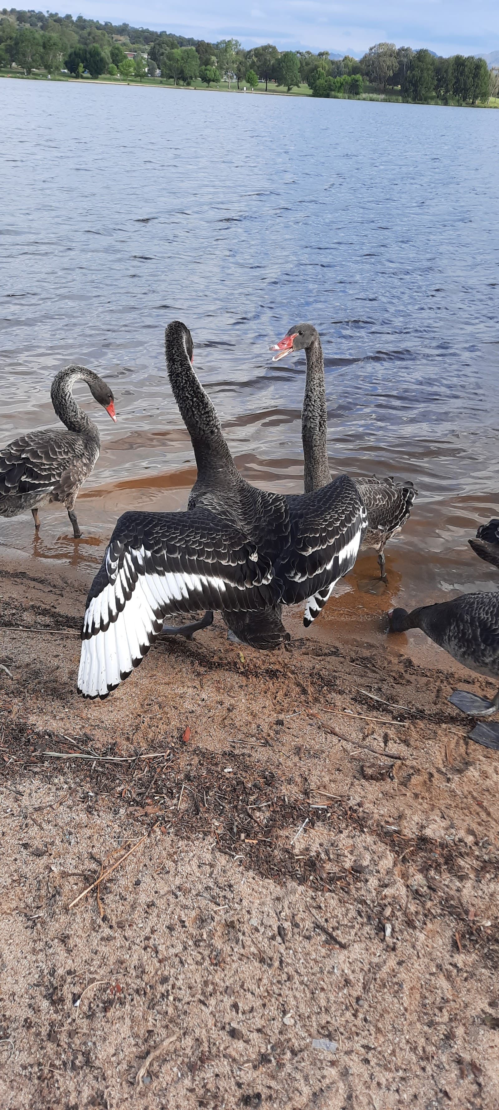 Ngadyung Beach — Gungahlin, Canberra