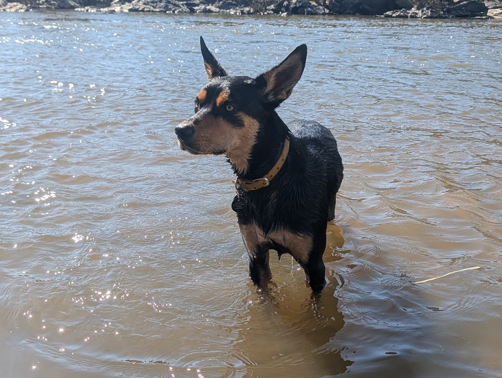 Dog Beach: Point Hut West (offlead) — Woden, Canberra