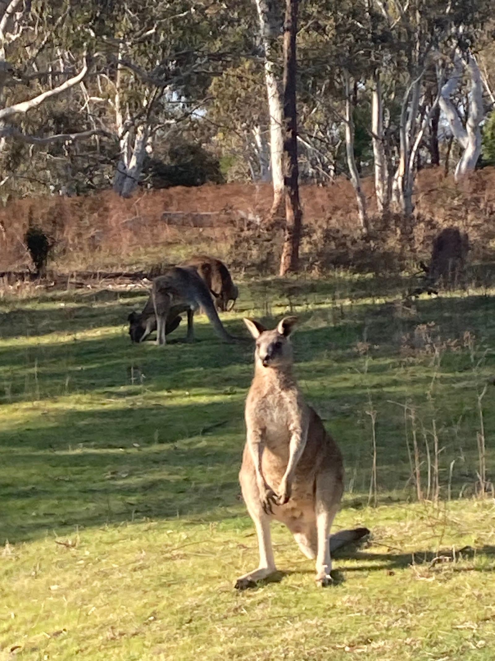 Canberra Nature Park, O'Connor Ridge — Gungahlin, Canberra
