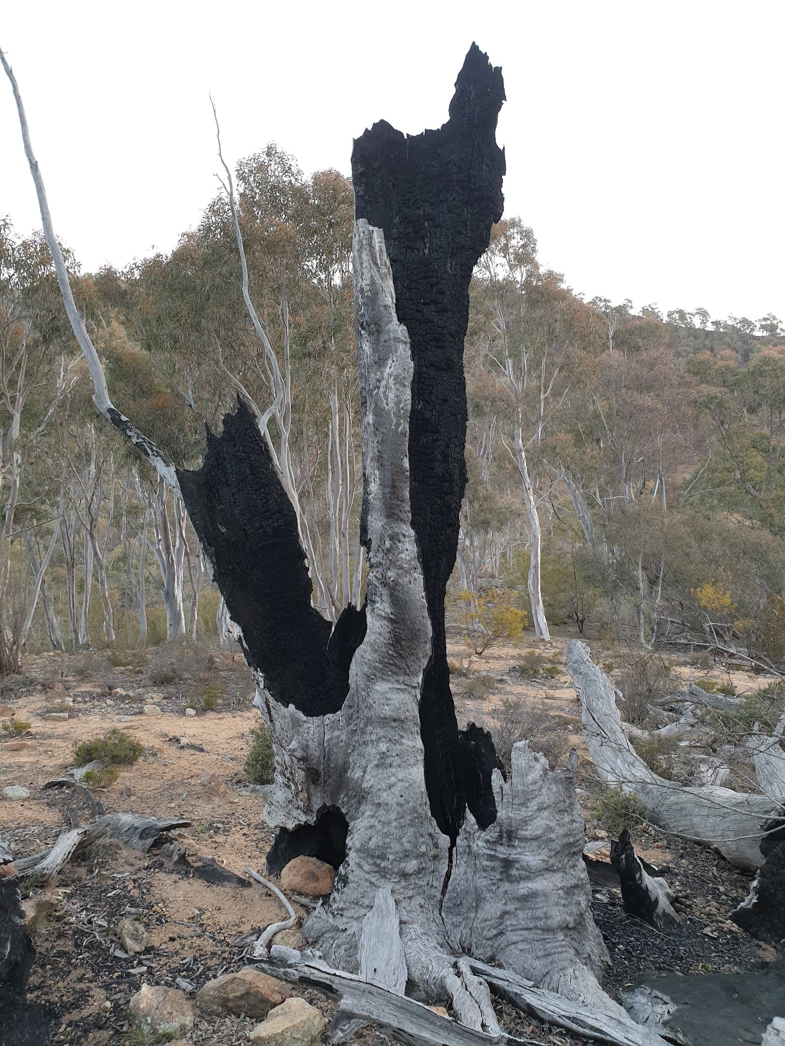 Kambah Centenary Trail — Tuggeranong, Canberra
