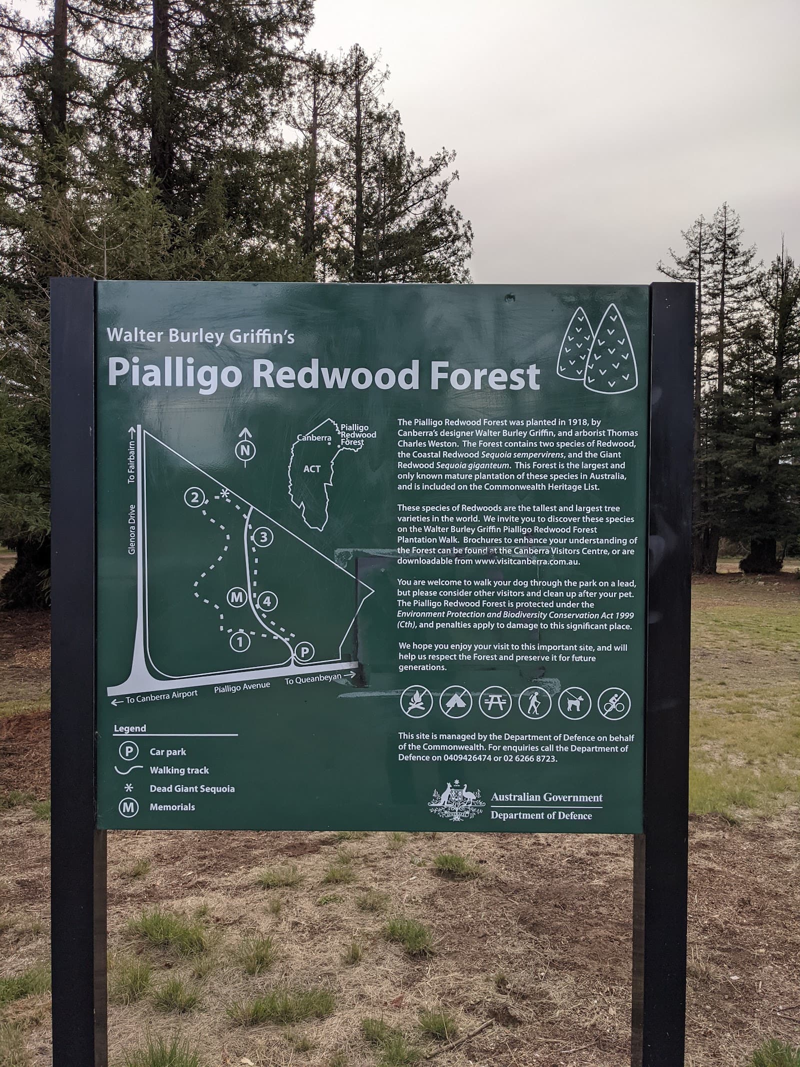 Pialligo Redwood Forest — Braddon, Canberra