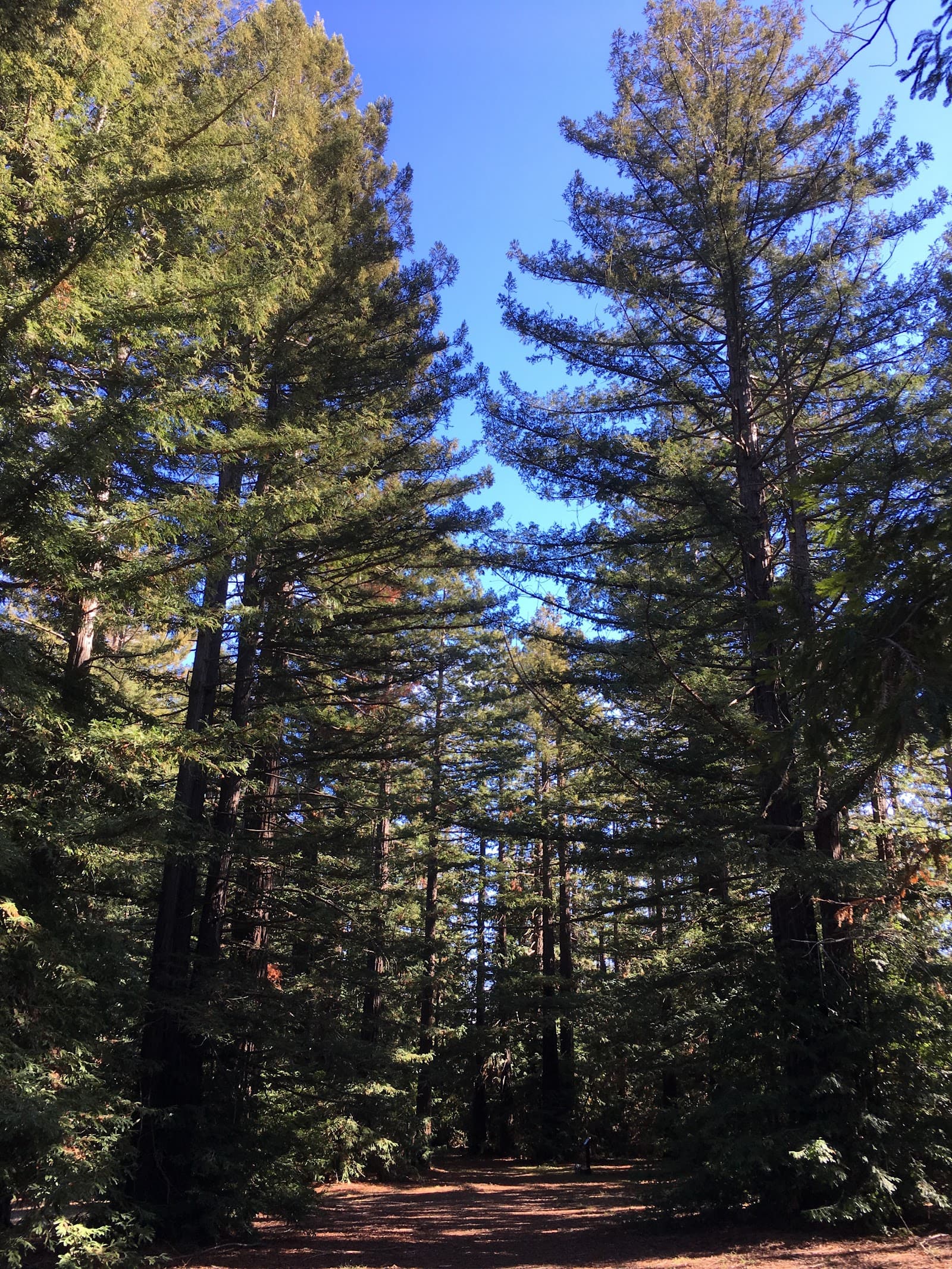 Pialligo Redwood Forest — Braddon, Canberra