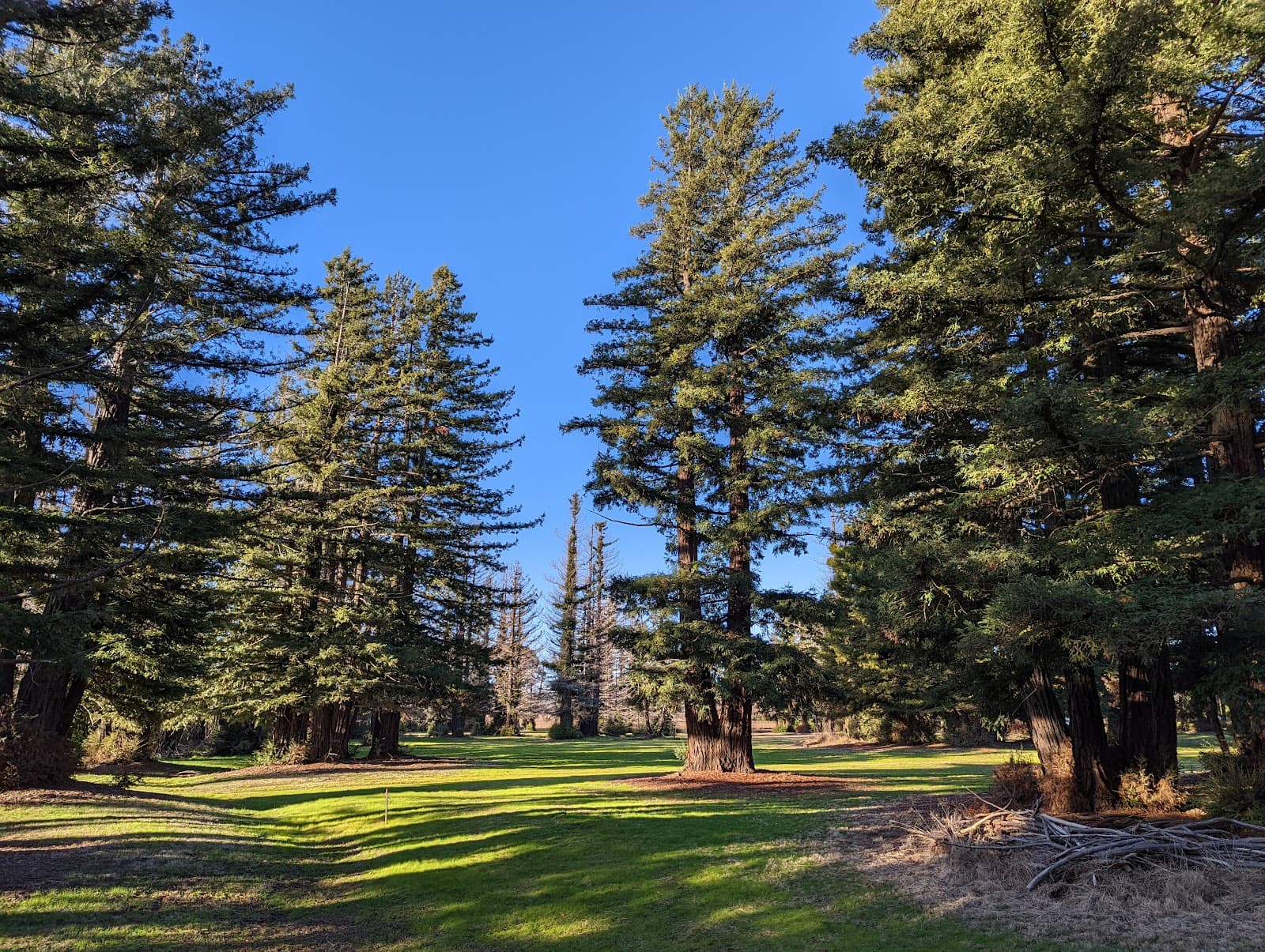 Pialligo Redwood Forest — Braddon, Canberra