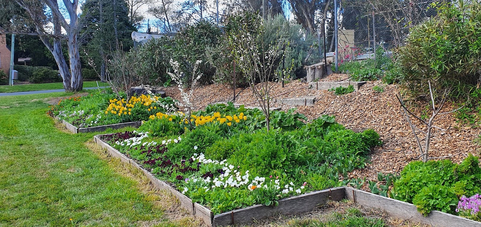 Kingston Organic Community Garden — Kingston, Canberra