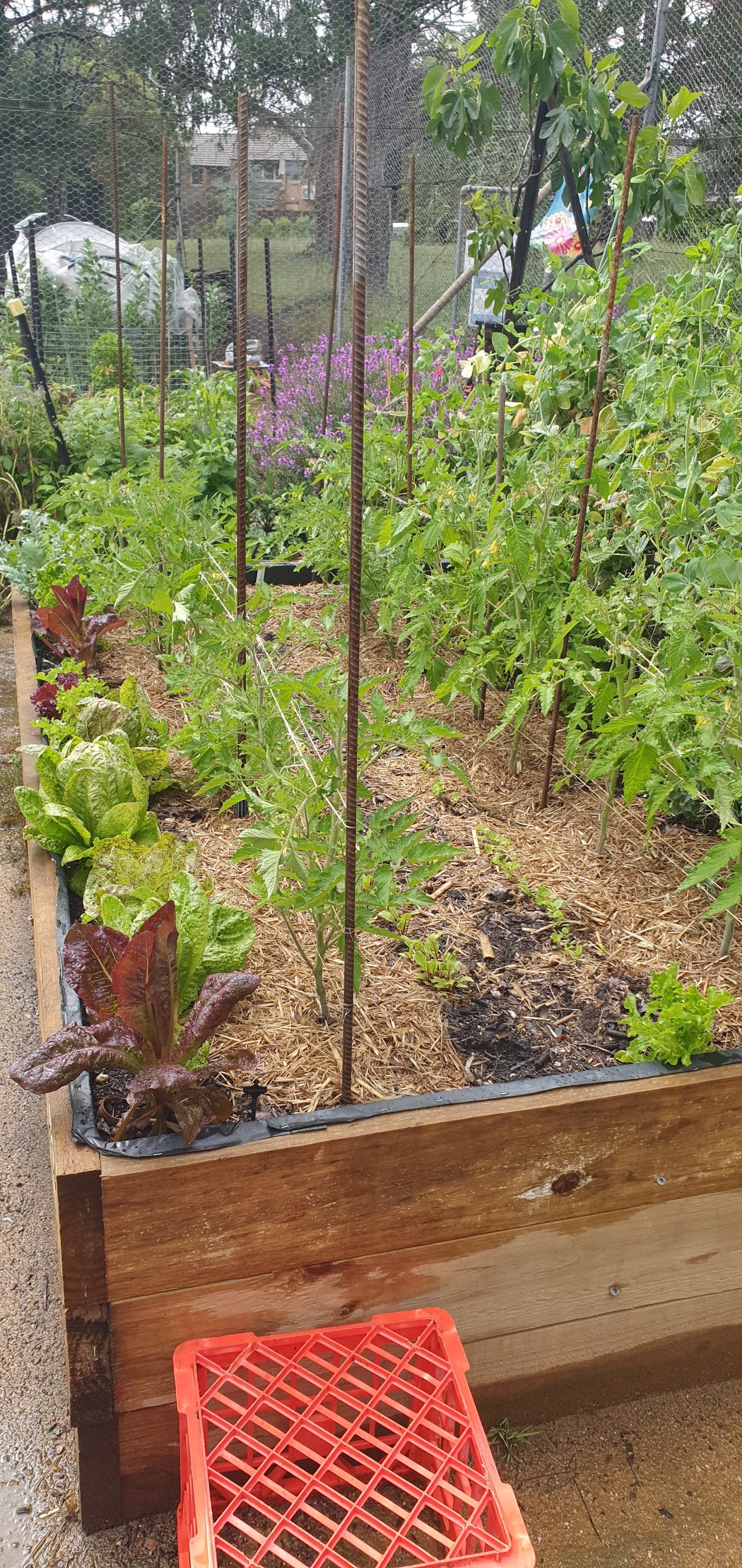Kingston Organic Community Garden — Kingston, Canberra