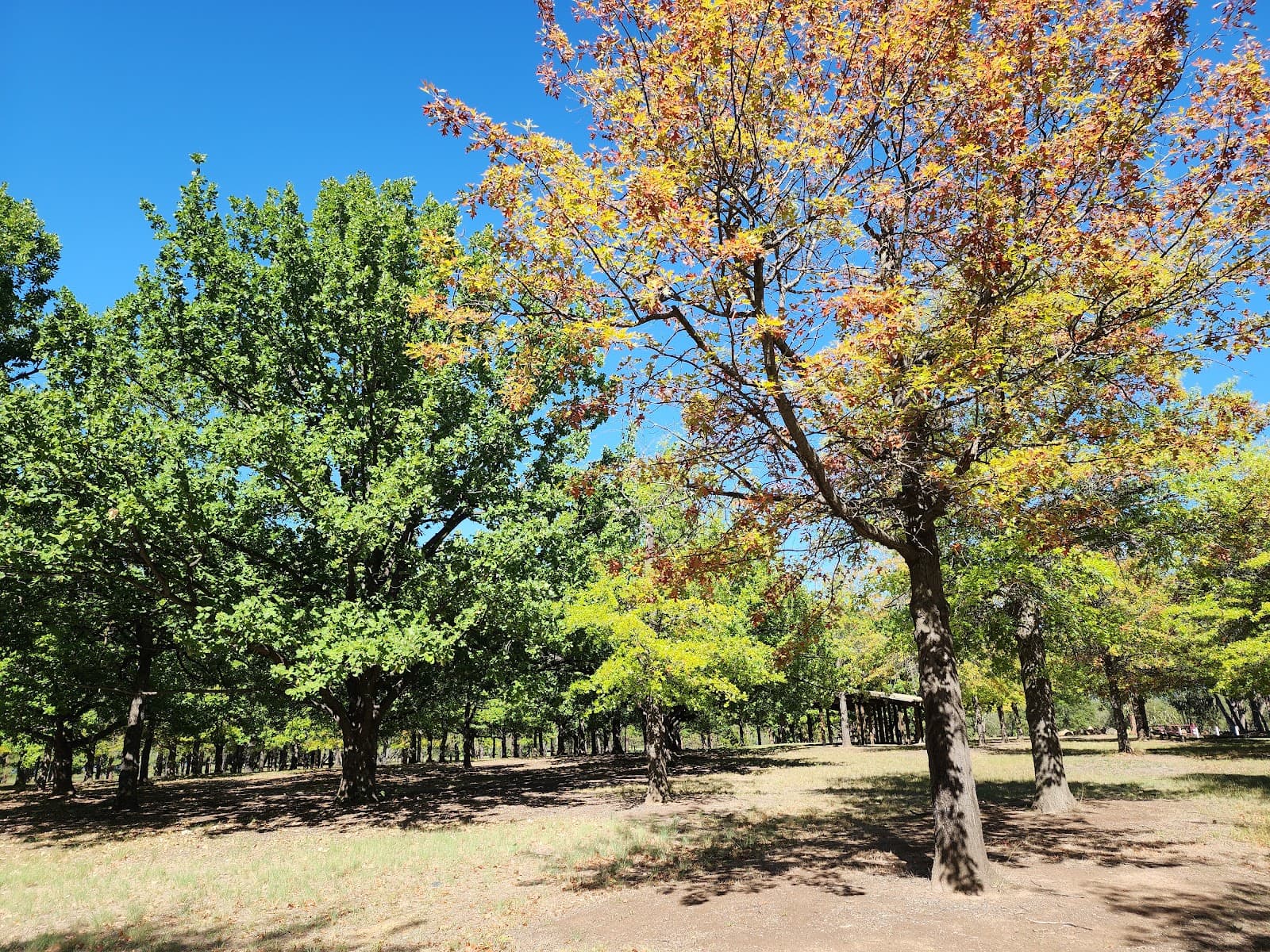 Arboretum walking — Barton, Canberra