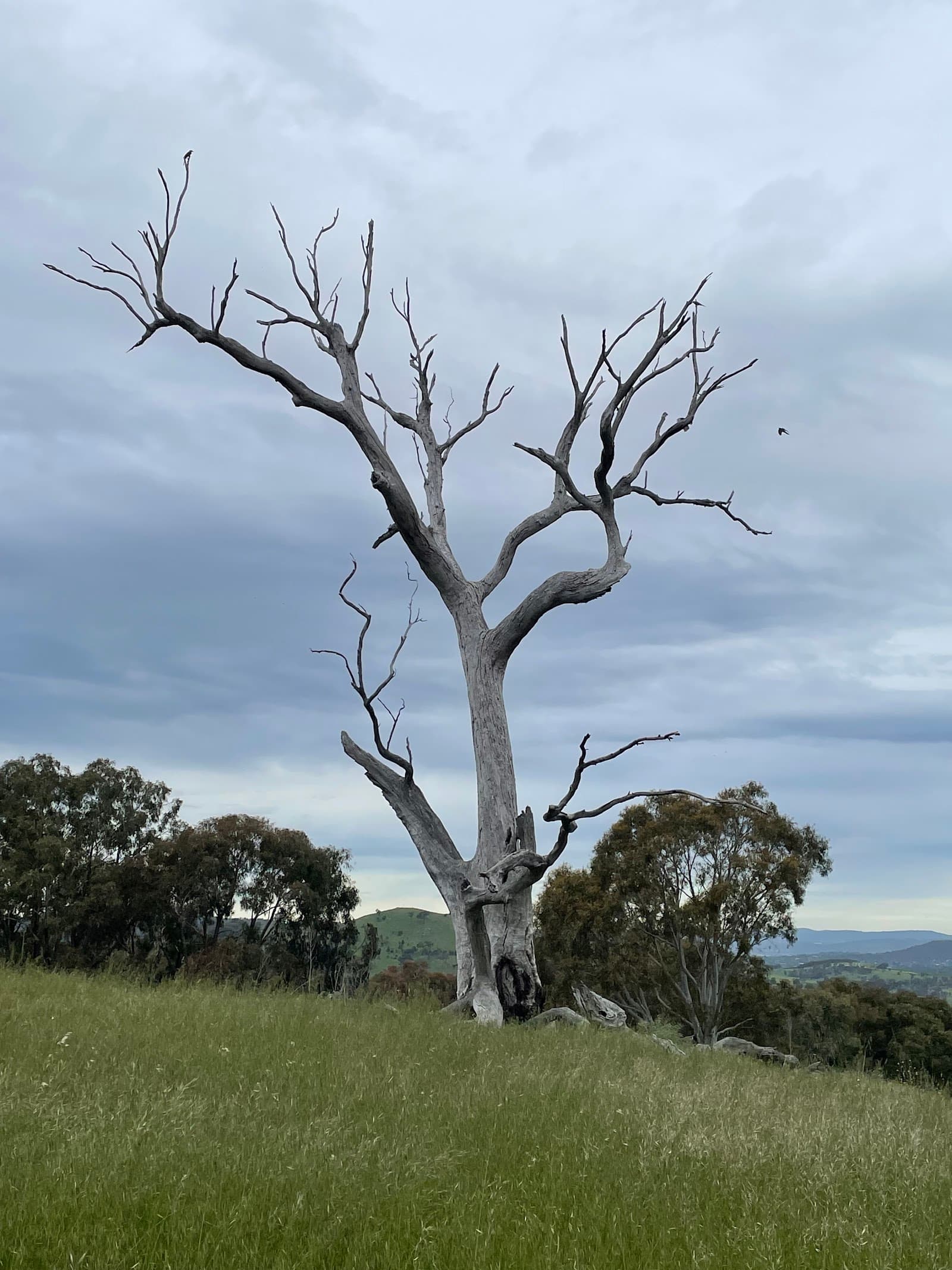 The Pinnacle — Belconnen, Canberra
