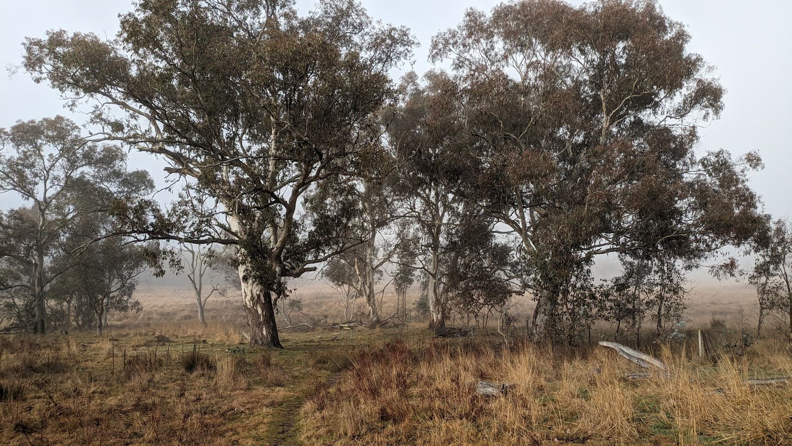 Frost Hollow to Forest Walk — Belconnen, Canberra