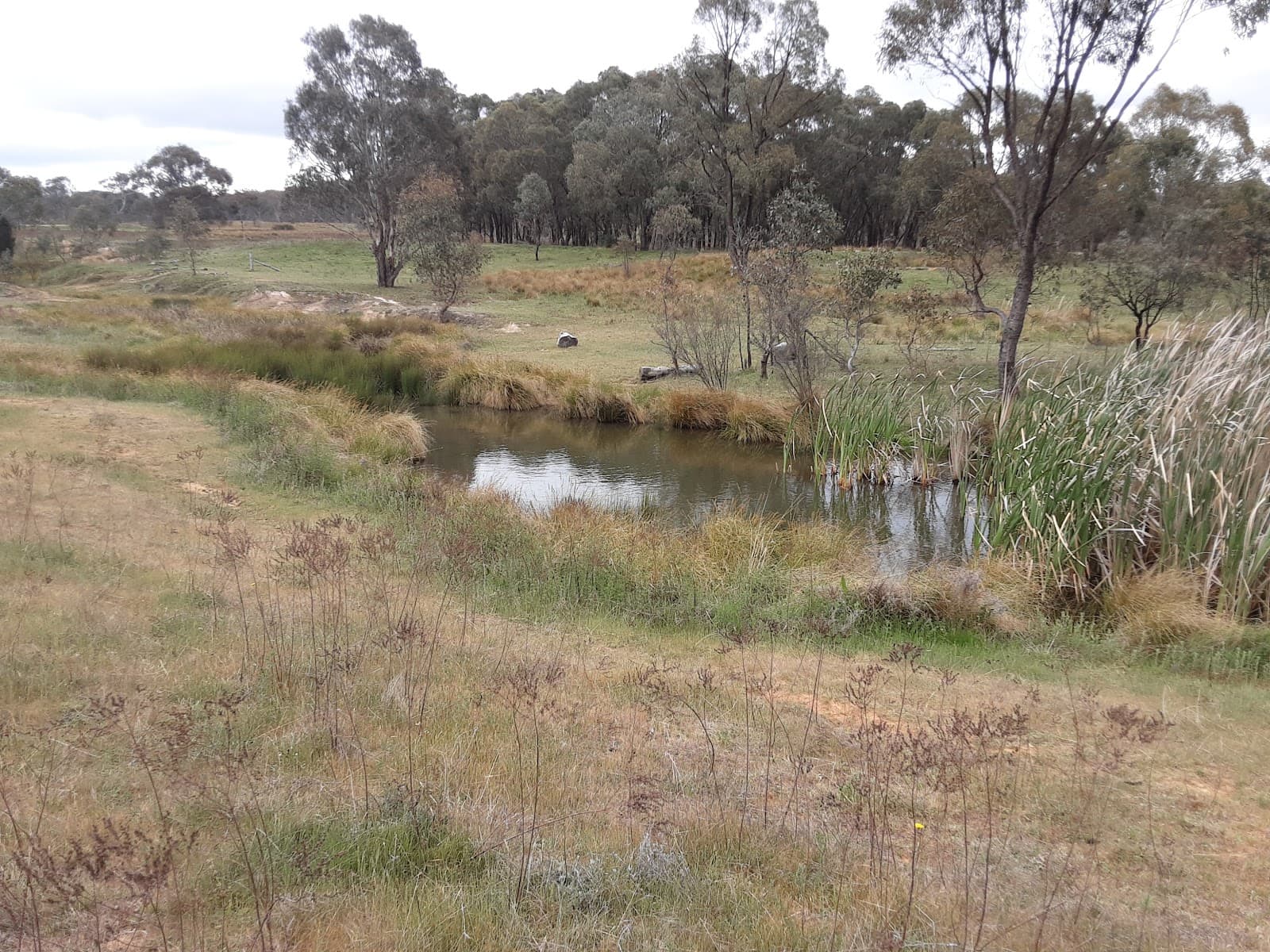 Frost Hollow to Forest Walk — Belconnen, Canberra