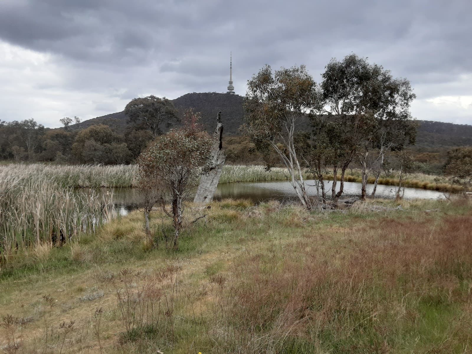 Frost Hollow to Forest Walk — Belconnen, Canberra