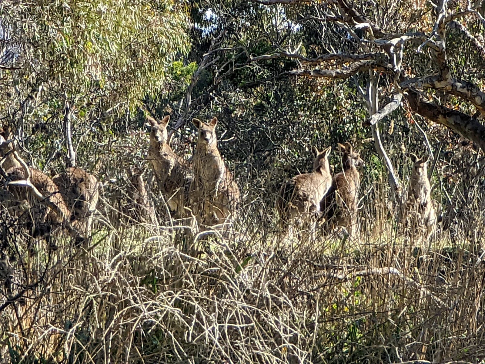 Bruce Ridge Nature Reserve — Gungahlin, Canberra