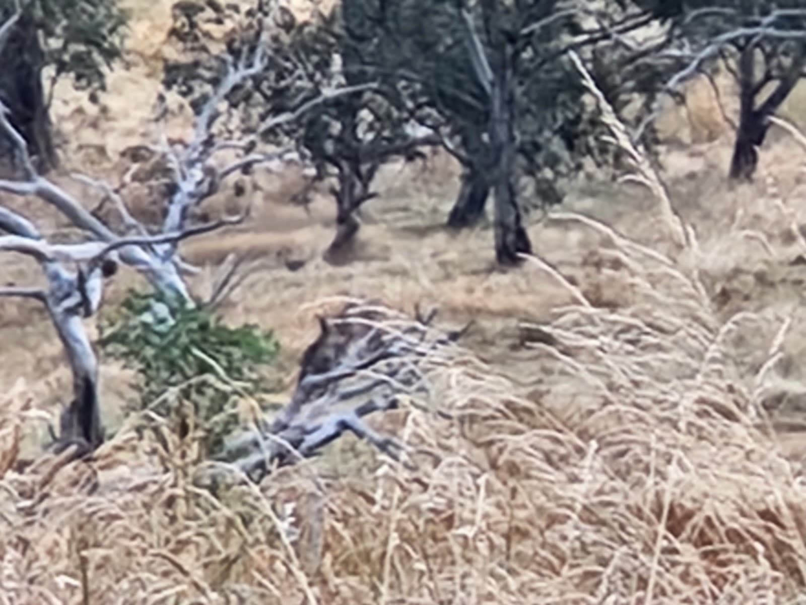 Pinnacle Central Track — Belconnen, Canberra