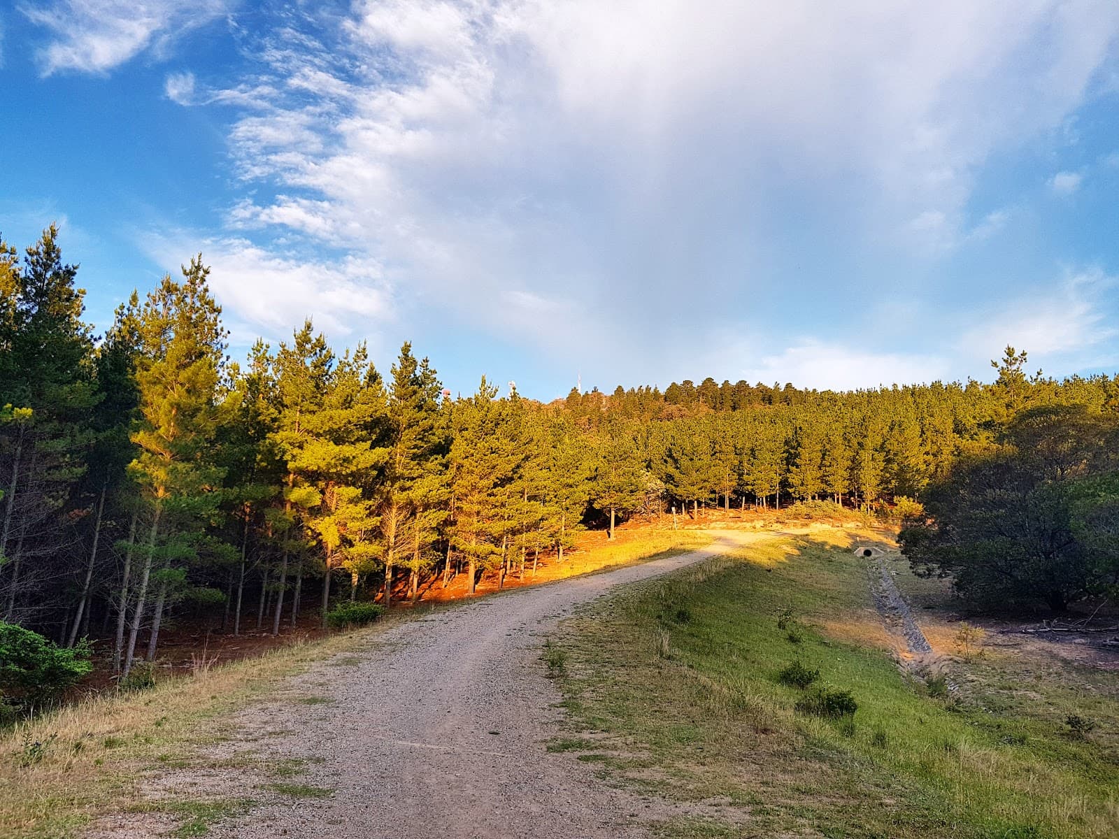 Isaacs Ridge Nature Reserve — Woden, Canberra