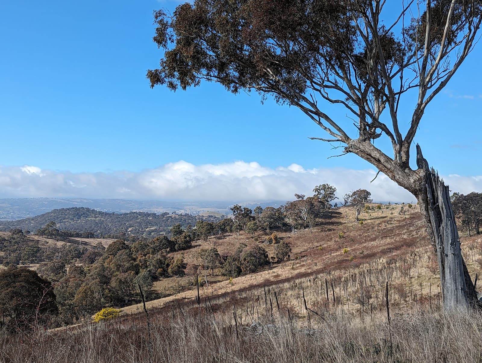 Isaacs Ridge Nature Reserve — Woden, Canberra