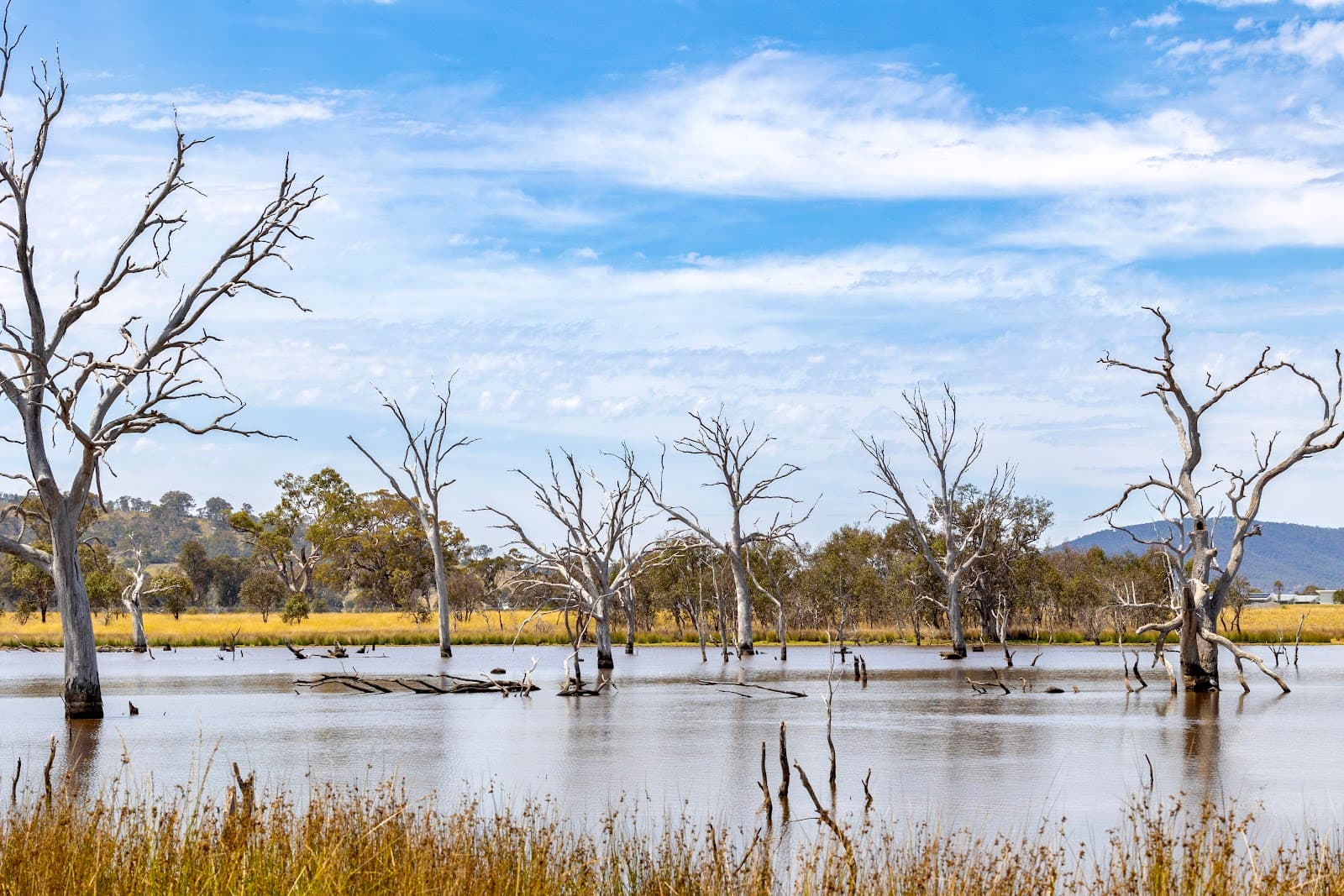 Mulligans Flat Woodland Sanctuary — Gungahlin, Canberra