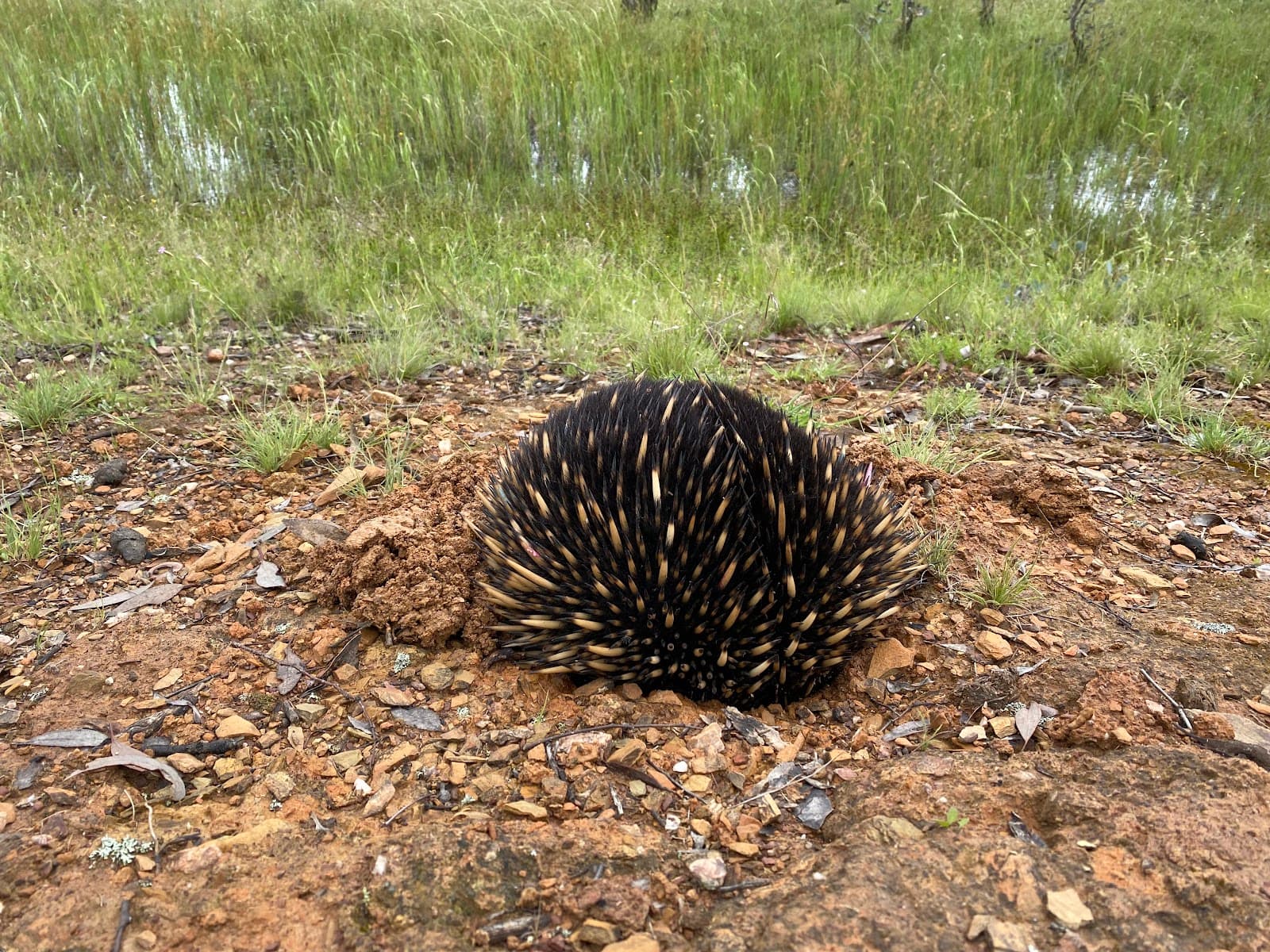 Mulligans Flat Woodland Sanctuary — Gungahlin, Canberra