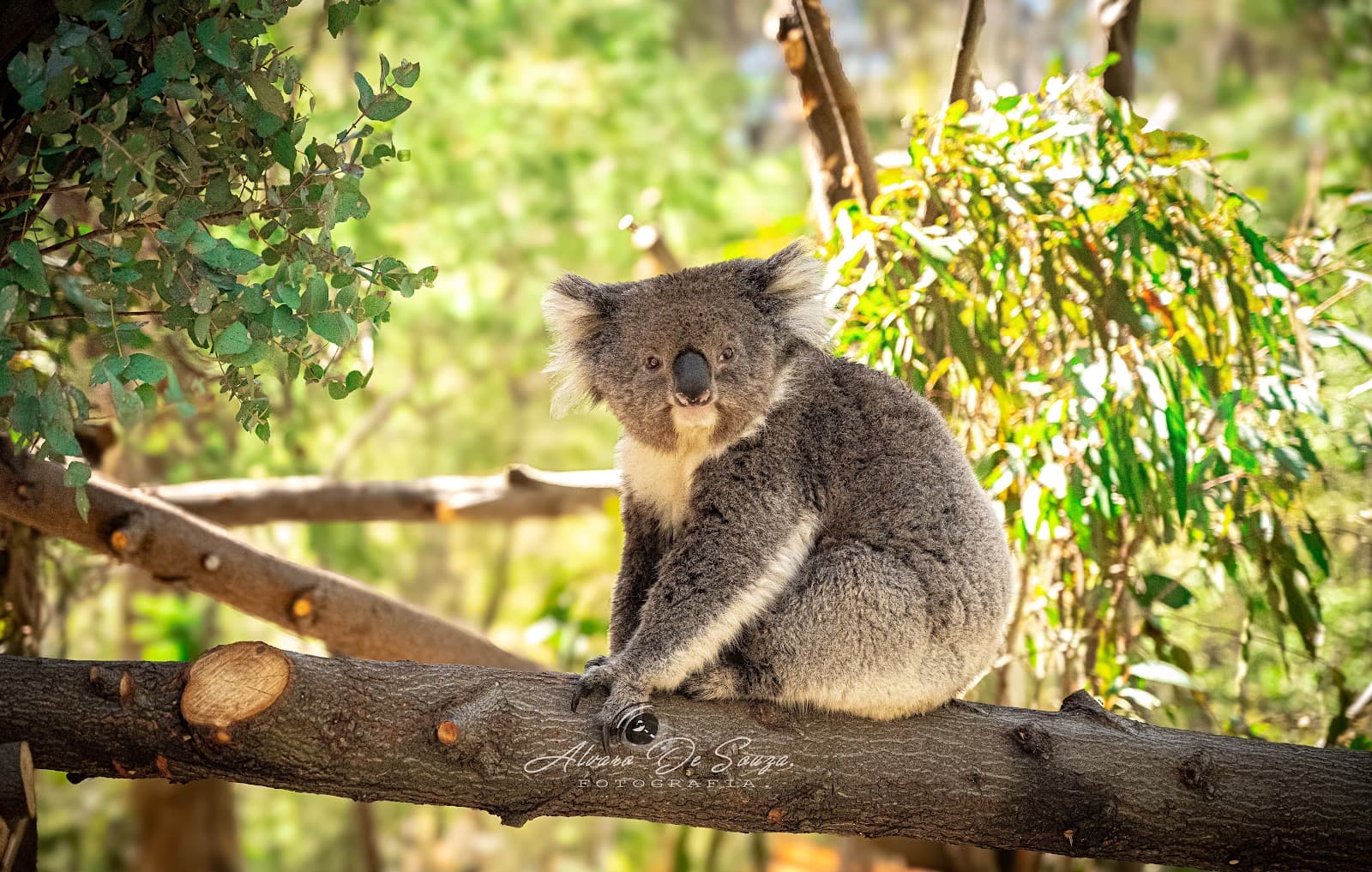 Tidbinbilla Nature Reserve — Fyshwick, Canberra