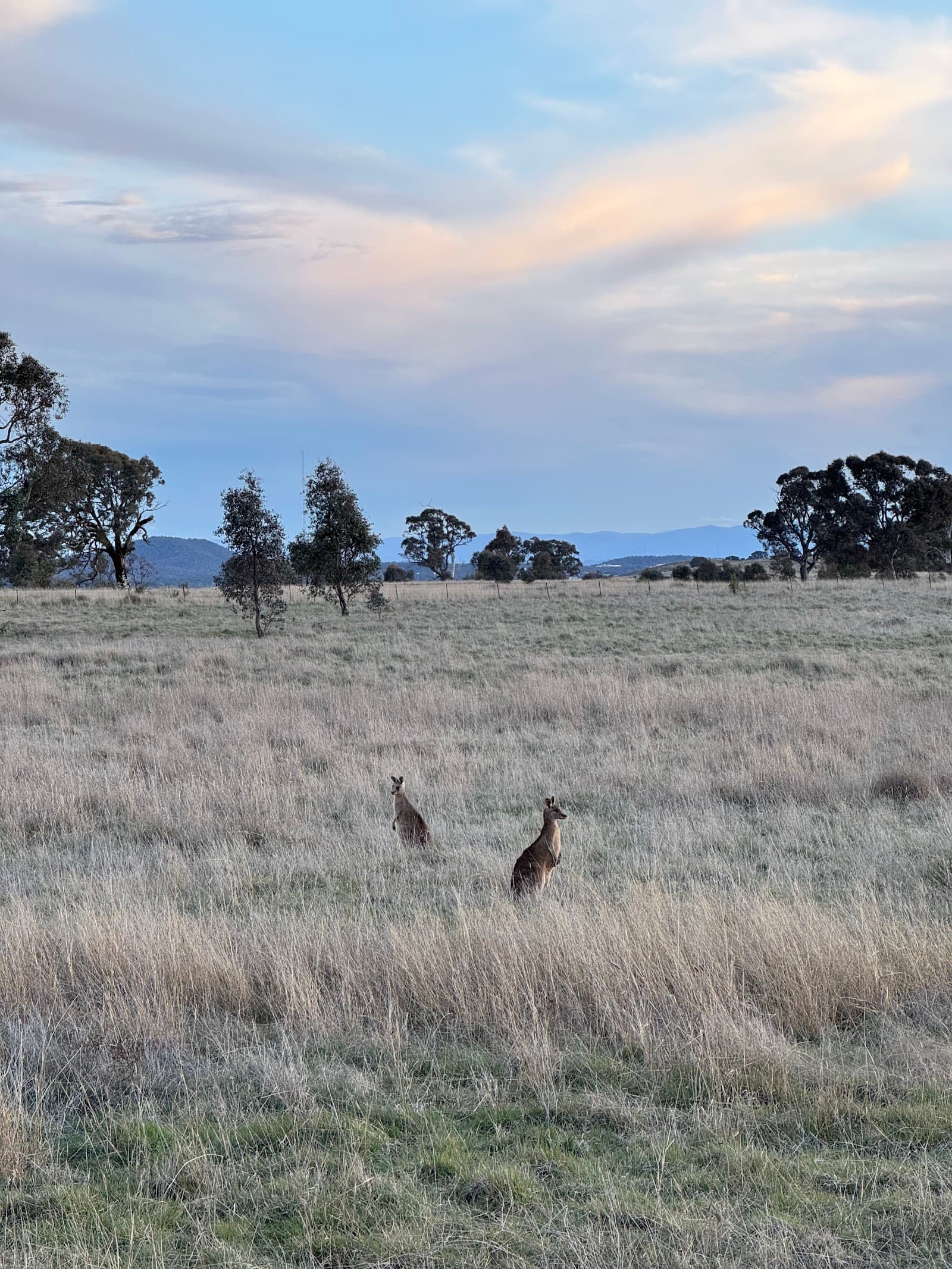 Mulanggari Grasslands Nature Reserve — Gungahlin, Canberra