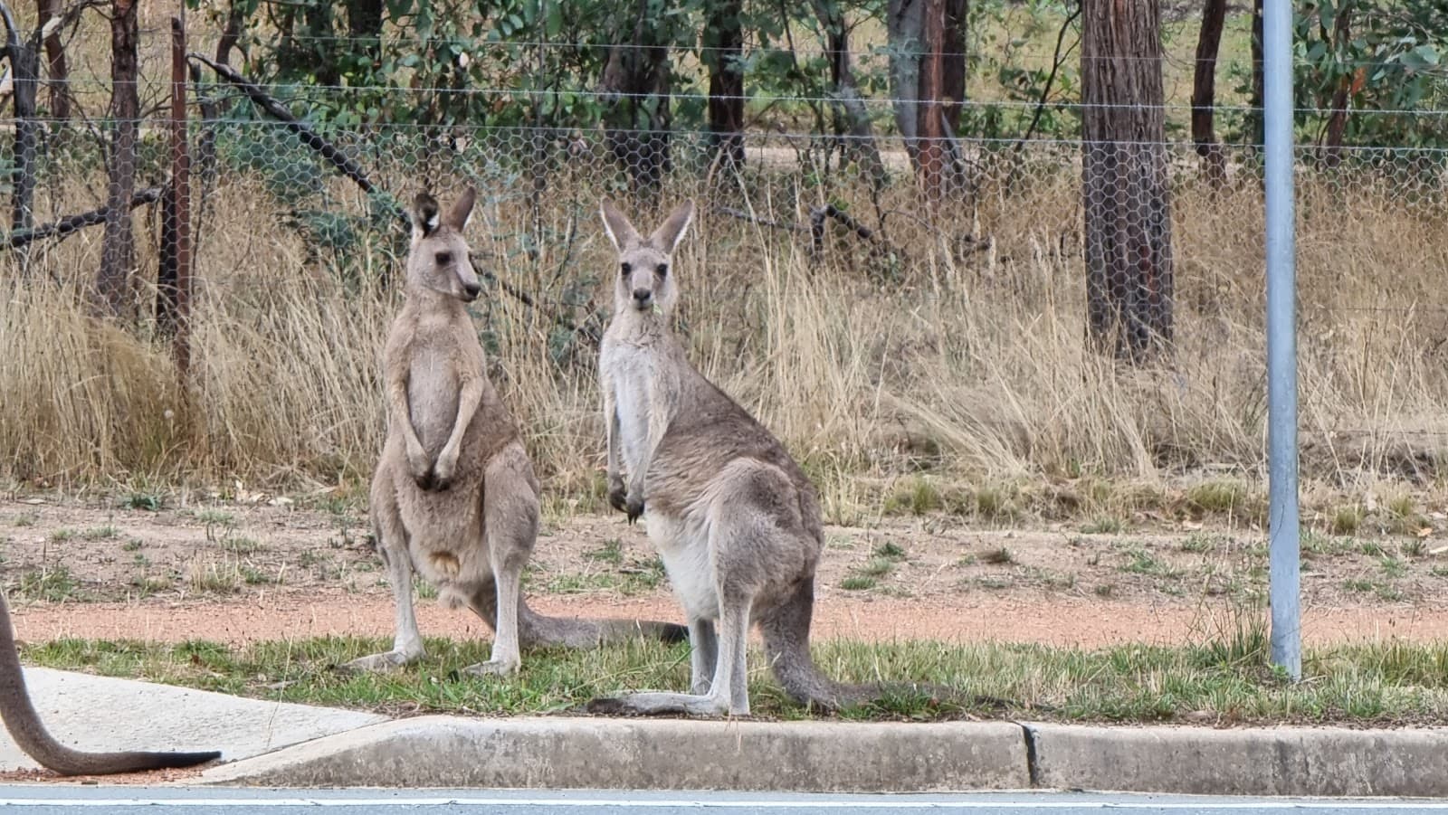 Pedestrian entry to Mulligans Flat — Gungahlin, Canberra