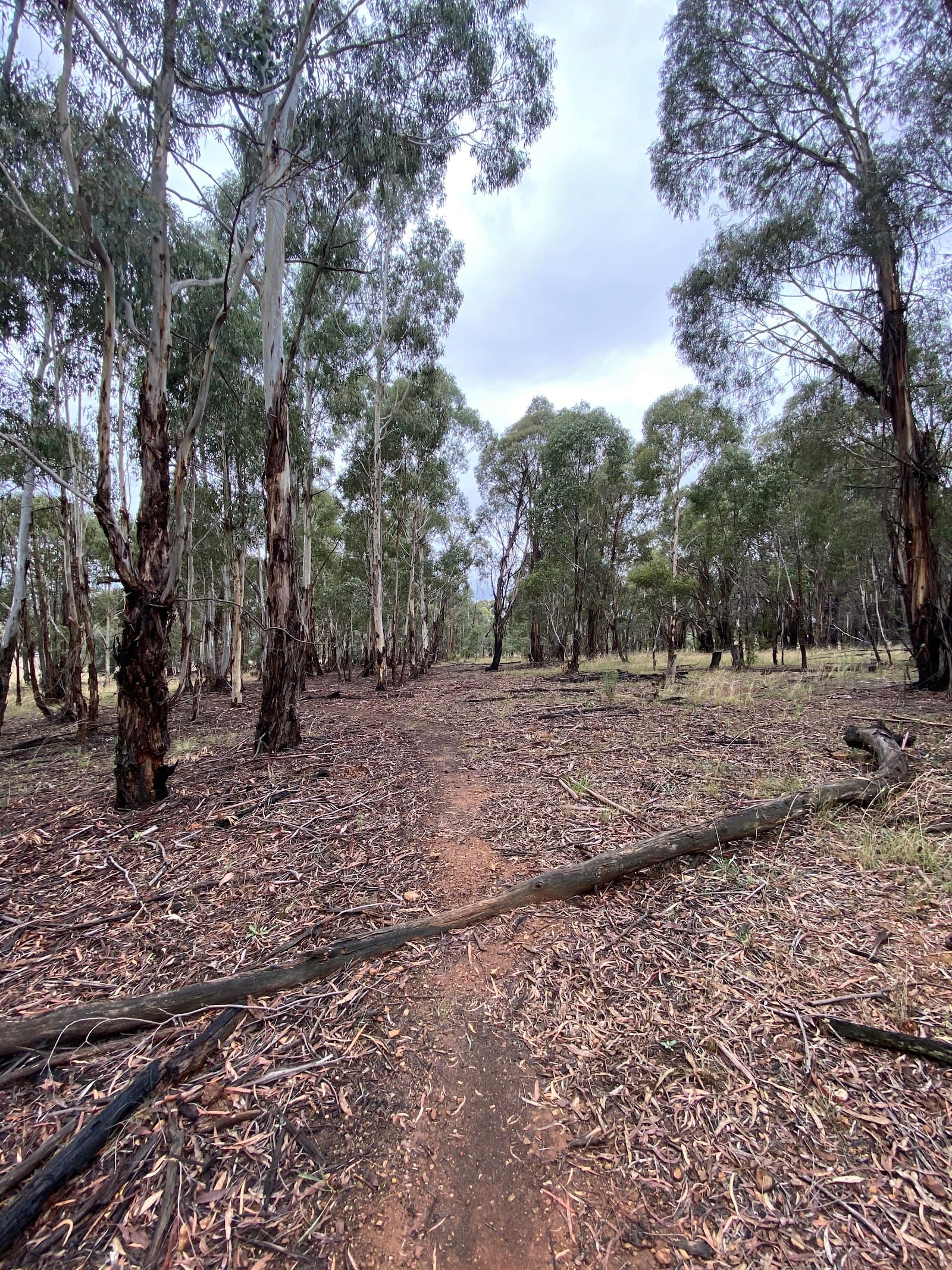 Lyneham Ridge Reserve — Gungahlin, Canberra