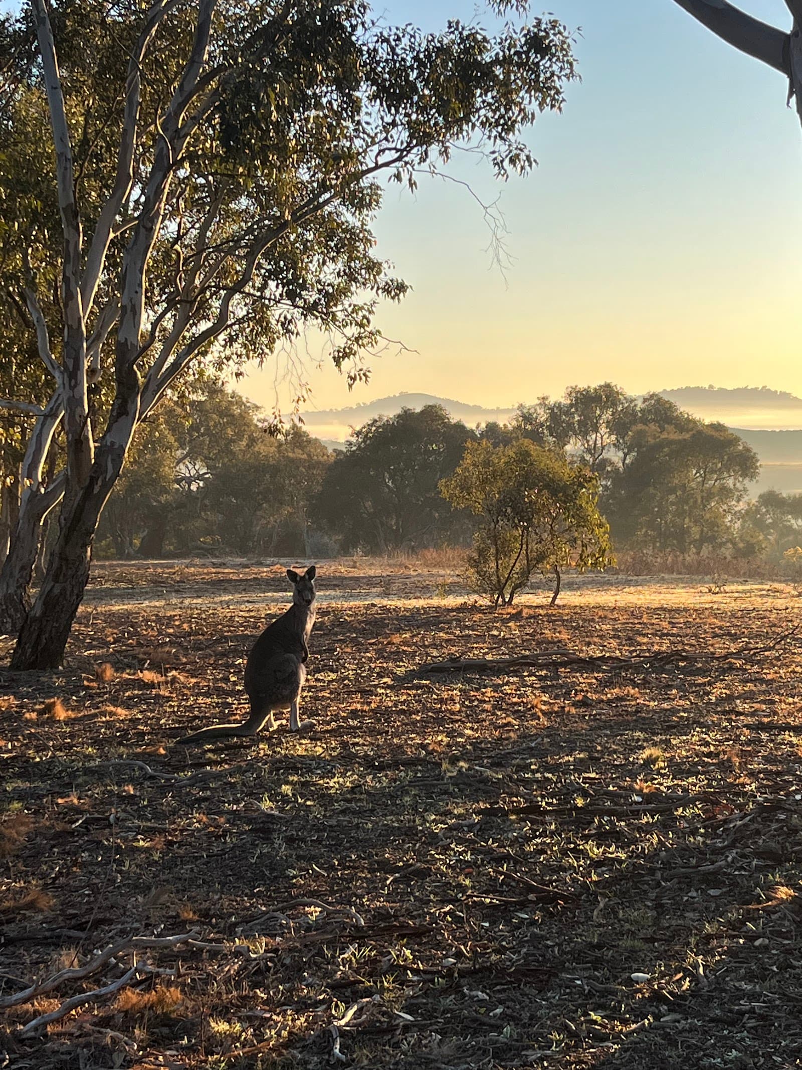 Lyneham Ridge Reserve — Gungahlin, Canberra