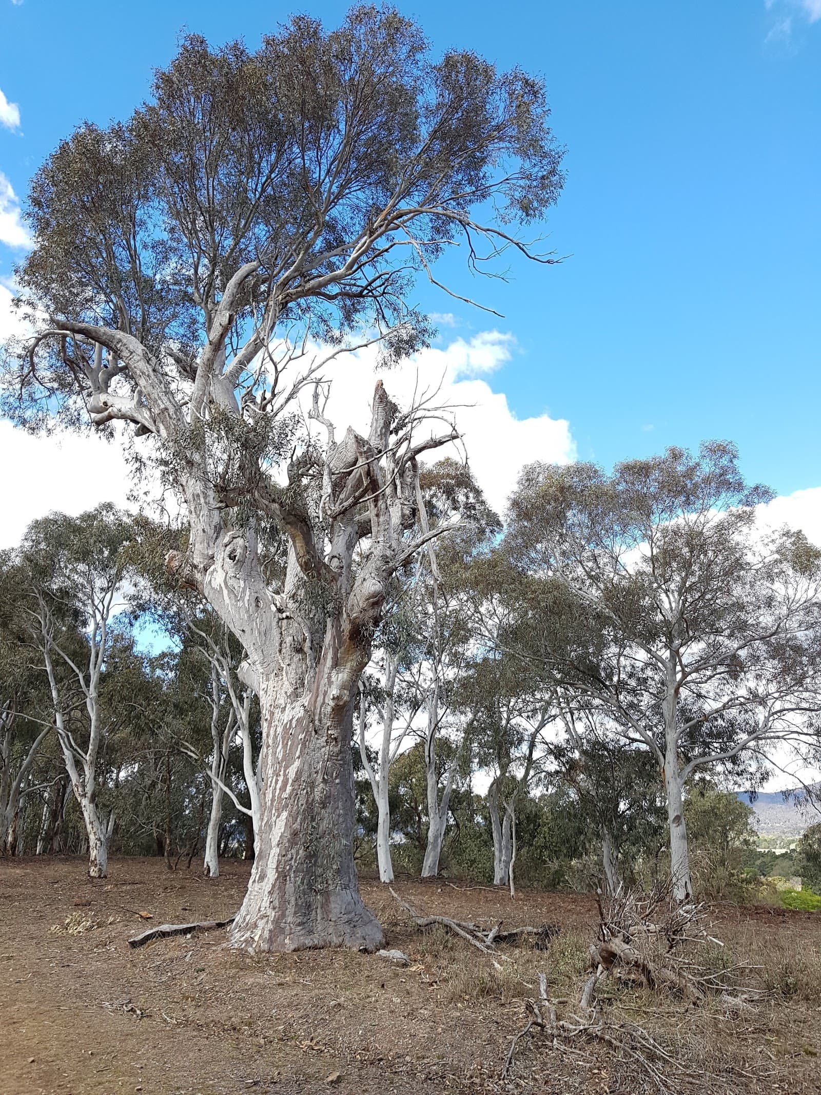 Lyneham Ridge Reserve — Gungahlin, Canberra