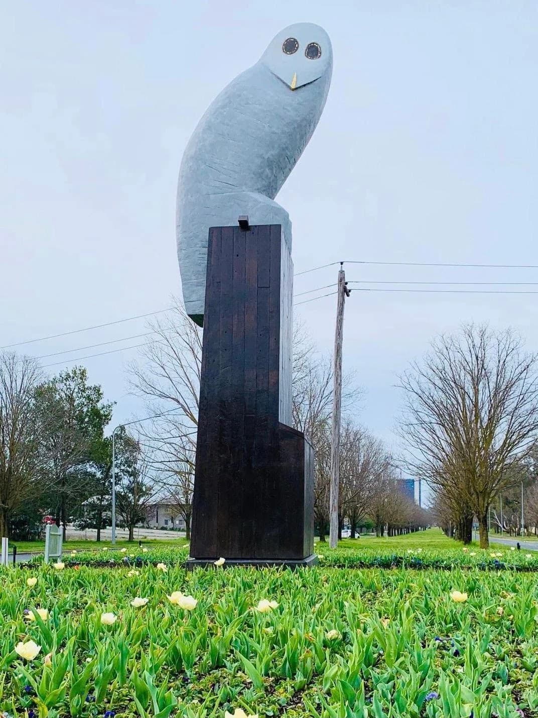 Owl — Belconnen, Canberra