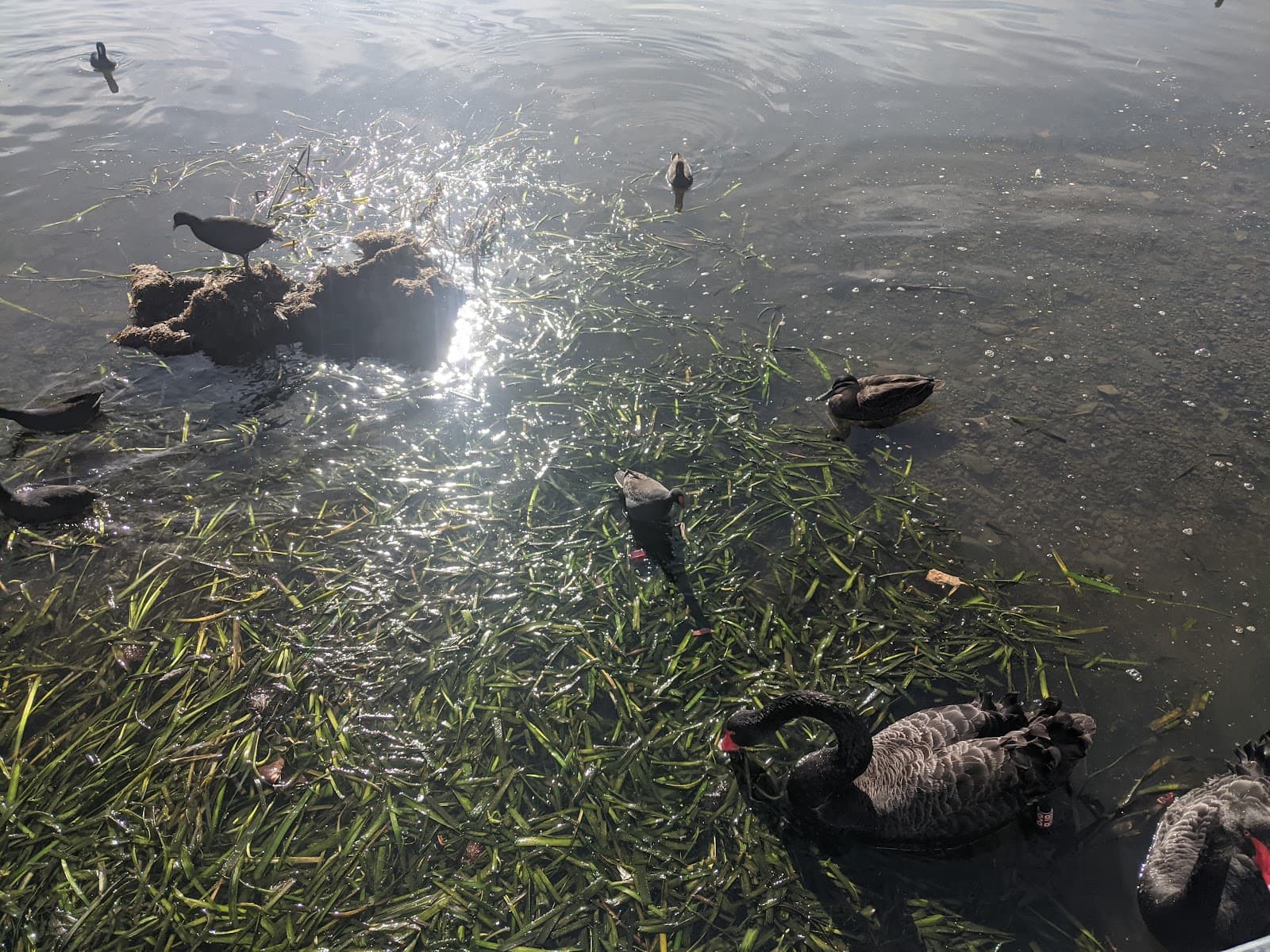 The Wing — Belconnen, Canberra