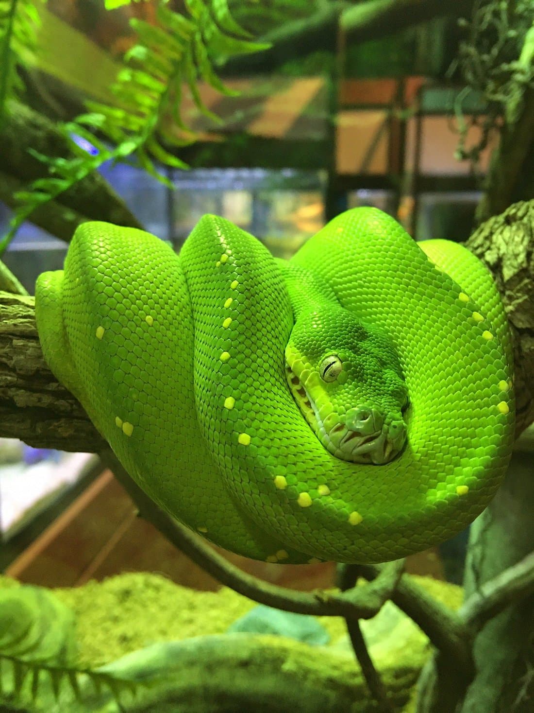 Canberra Reptile Zoo — Gungahlin, Canberra