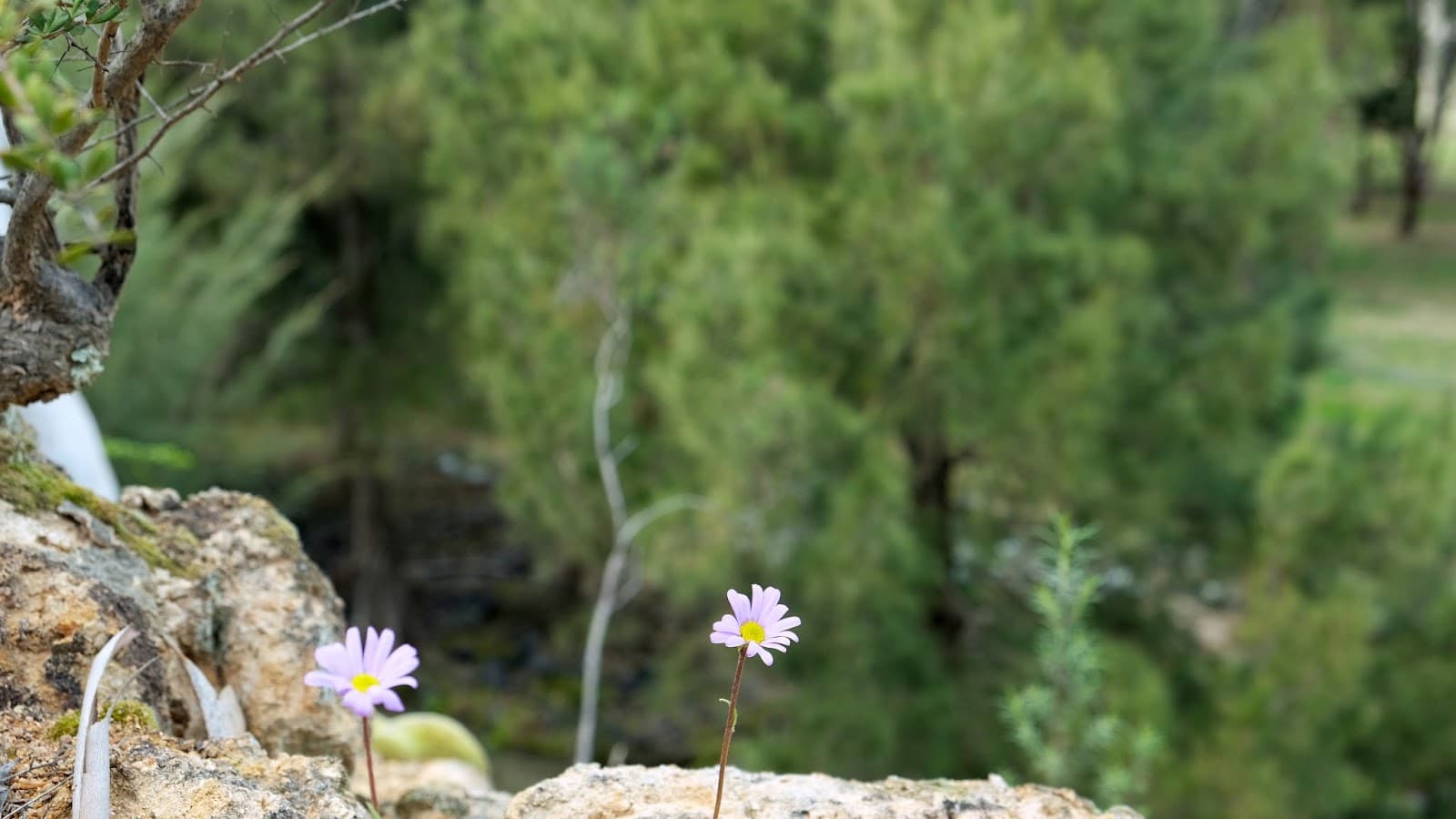 Tuggeranong Creek Rapids — Tuggeranong, Canberra