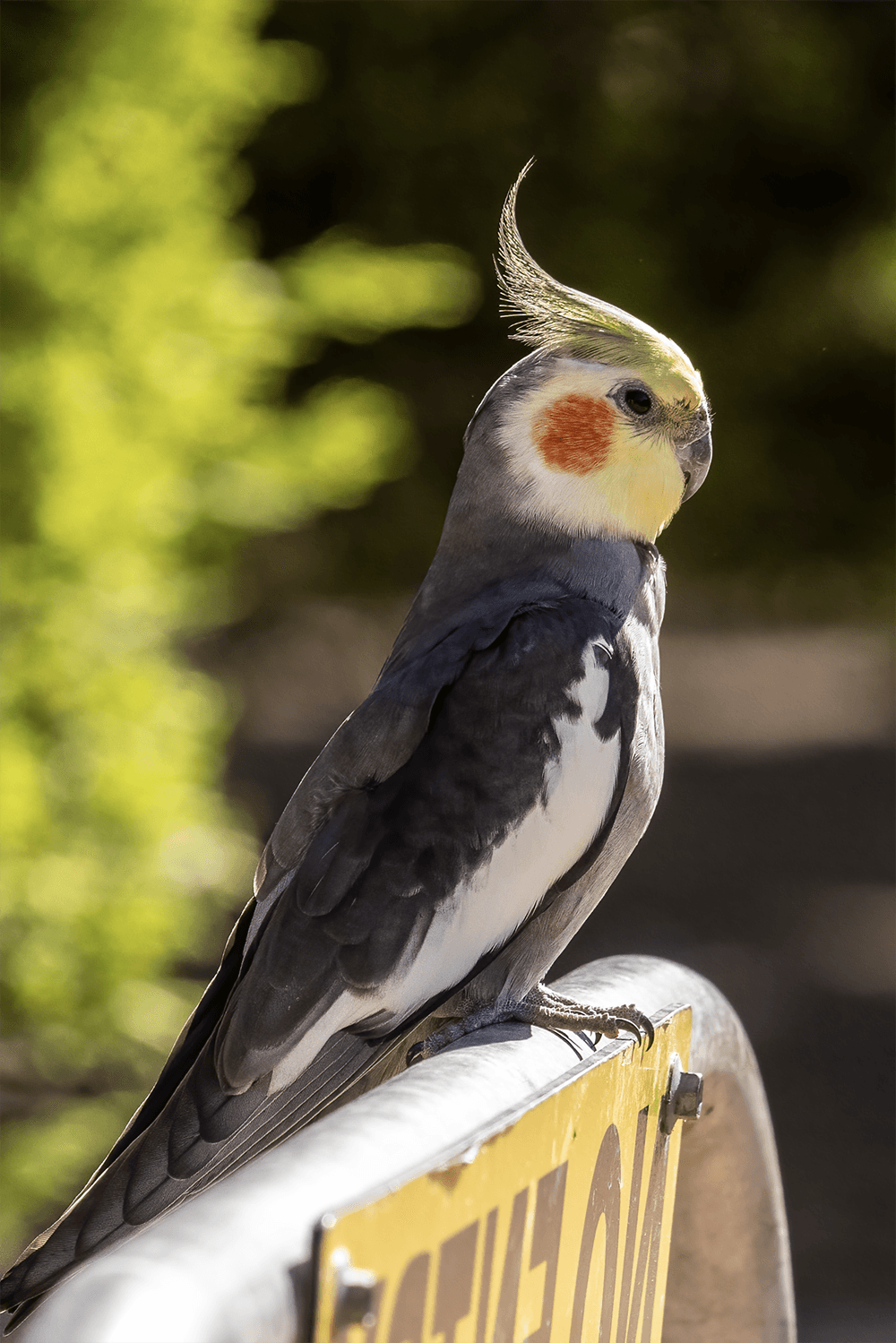 Canberra Walk-In Aviary