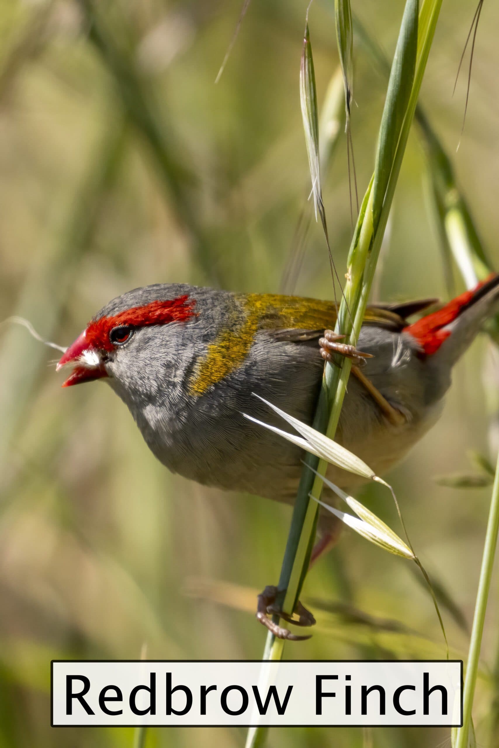 Canberra Walk-In Aviary