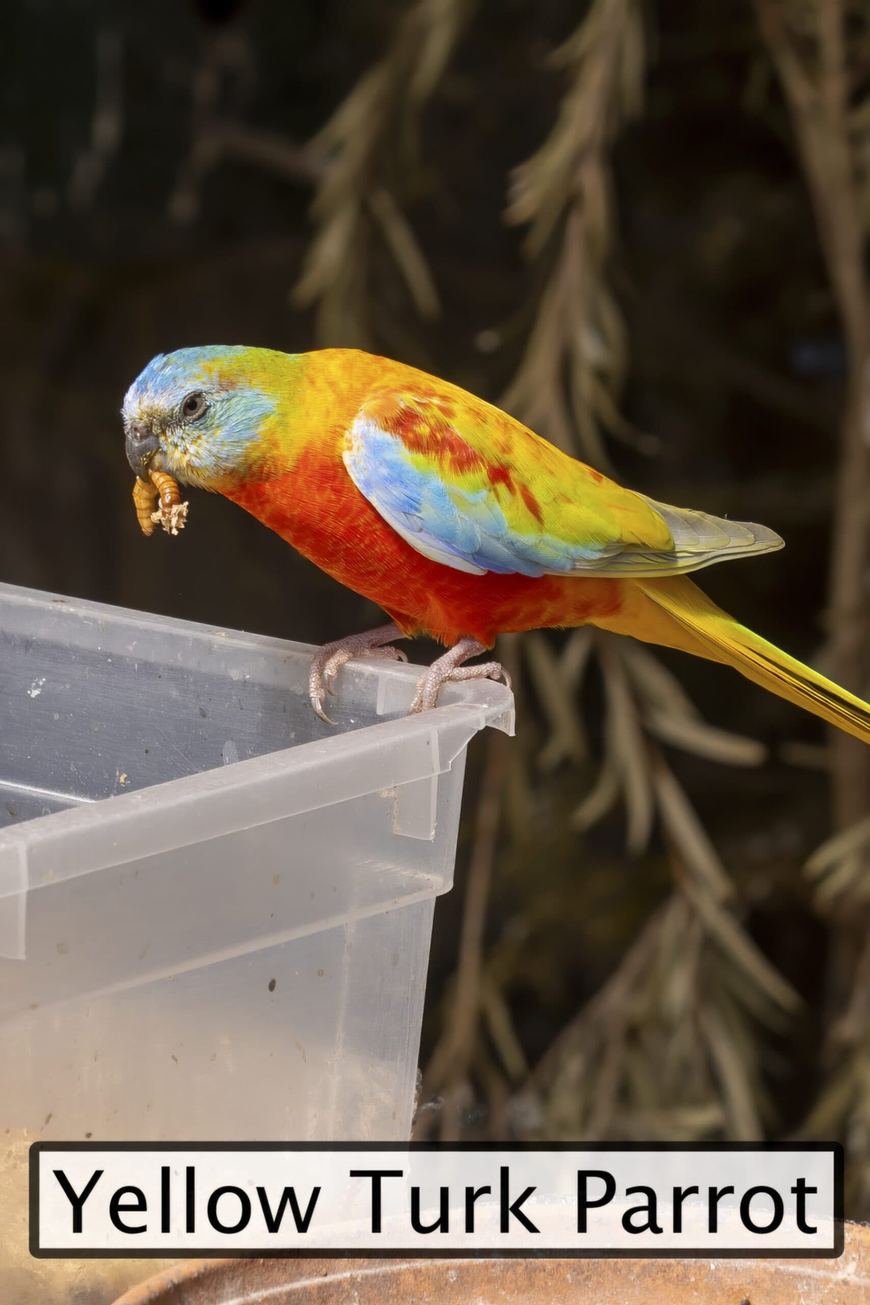 Canberra Walk-In Aviary